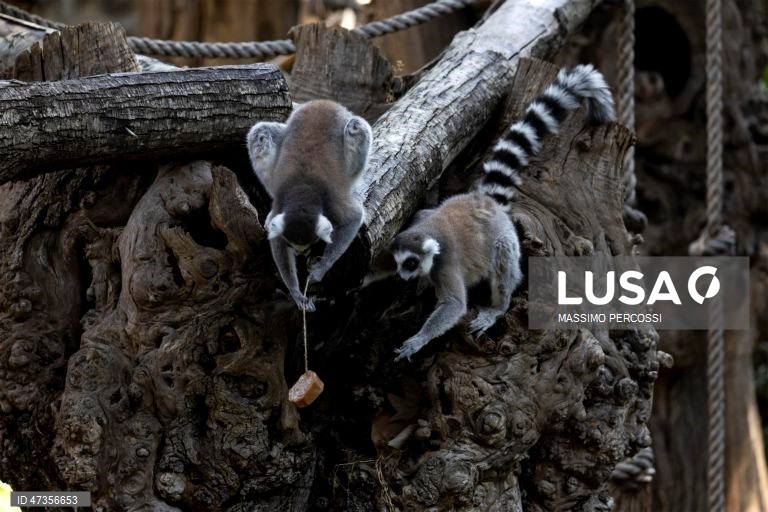 Itália: O jardim zoológico de Roma distribui alimentos congelados aos animais para fazer face às altas temperaturas