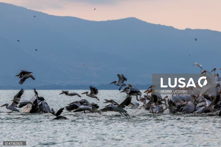 Aves sobrevoam o Lago Prespa, perto da Ilha da Serpente, nas proximidades da aldeia de Konjsko, na República da Macedónia do Norte. Ao longo das últimas duas décadas, o Lago Prespa perdeu uma quantidade significativa de água devido às atividades humanas e às alterações climáticas, colocando em risco a sua rica biodiversidade. Após um inverno marcado por fortes nevões e chuvas abundantes, o nível do lago subiu 1,12 metros este ano, renovando as esperanças de que um dos lagos mais antigos da...