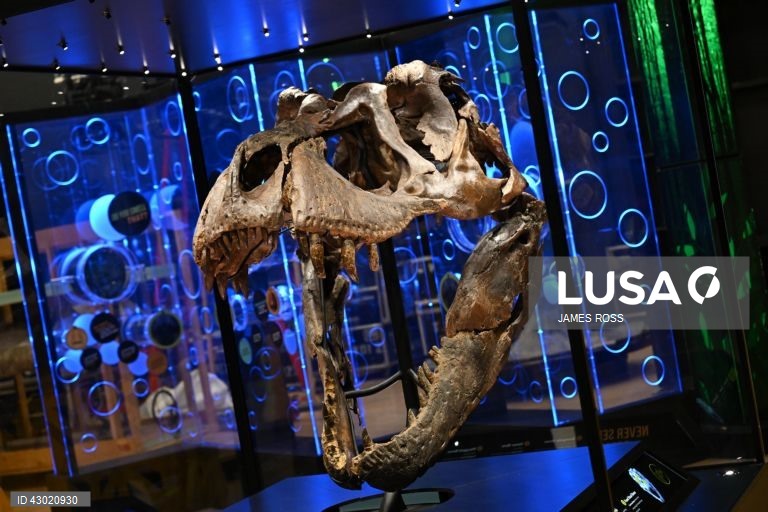 Austrália: Exposição Victoria T. Rex em Melbourne