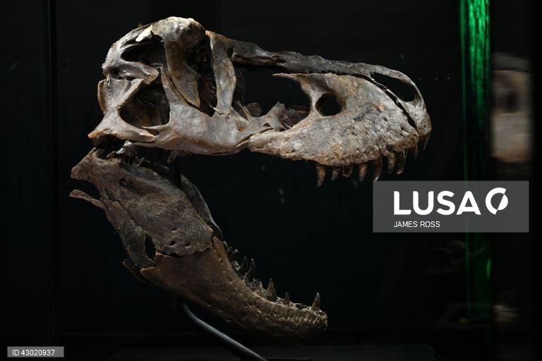 Austrália: Exposição Victoria T. Rex em Melbourne
