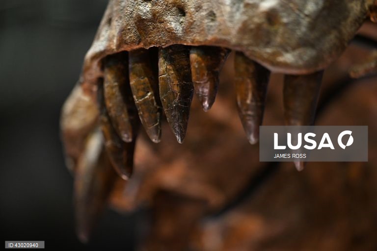Austrália: Exposição Victoria T. Rex em Melbourne