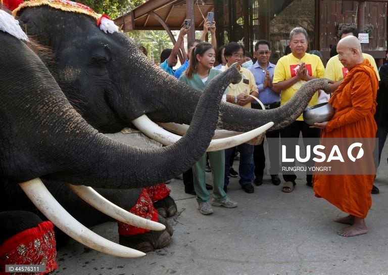 Tailândia assinala o Dia Nacional do Elefante