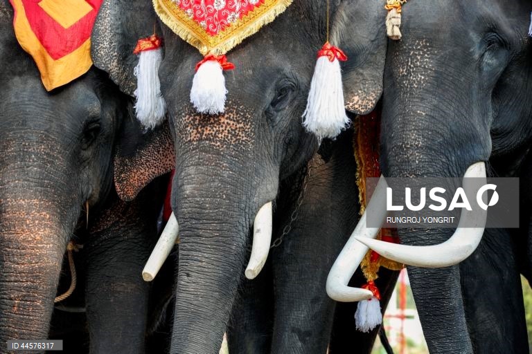 Tailândia assinala o Dia Nacional do Elefante