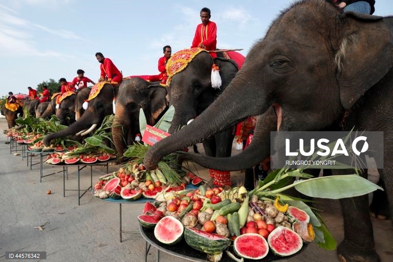 Tailândia assinala o Dia Nacional do Elefante