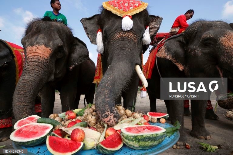 Tailândia assinala o Dia Nacional do Elefante