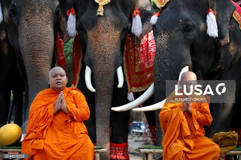 Tailândia assinala o Dia Nacional do Elefante