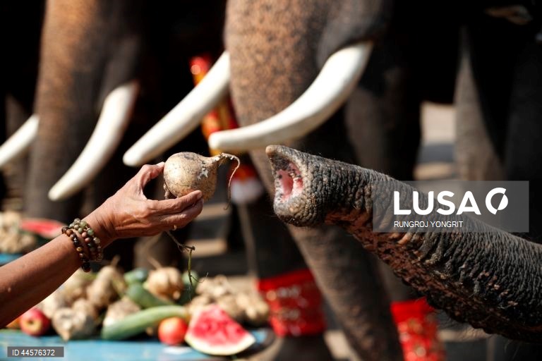 Tailândia assinala o Dia Nacional do Elefante