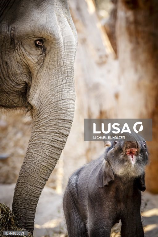Cria de elefante Zali nasce no Jardim Zoológico de Zurique.