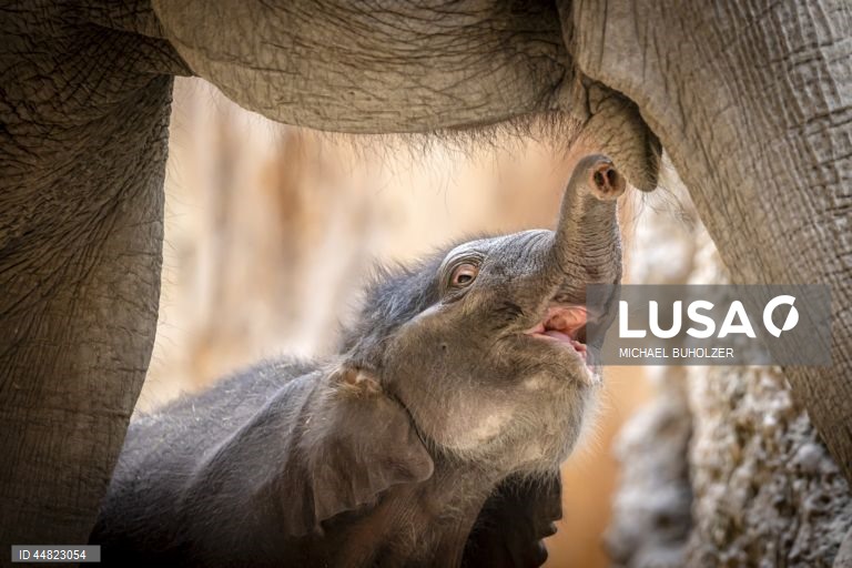 Cria de elefante Zali nasce no Jardim Zoológico de Zurique.