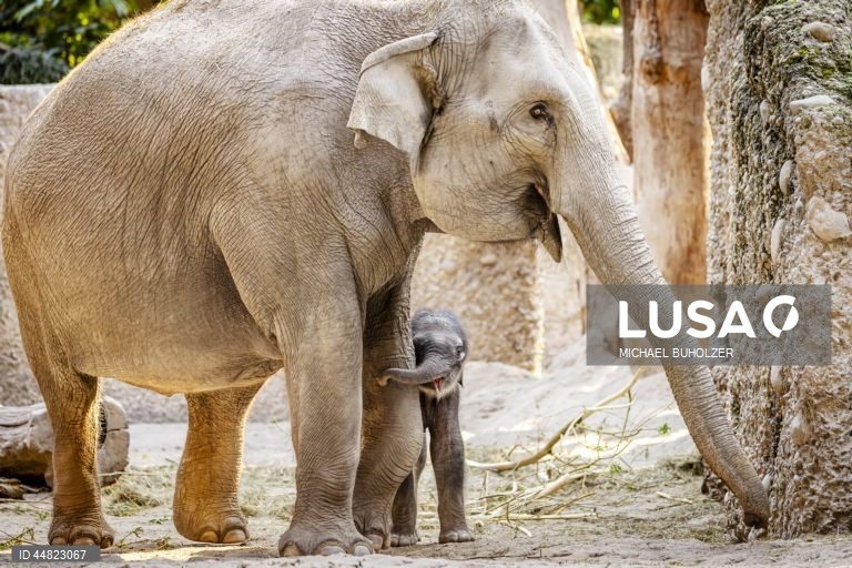 Cria de elefante Zali nasce no Jardim Zoológico de Zurique.