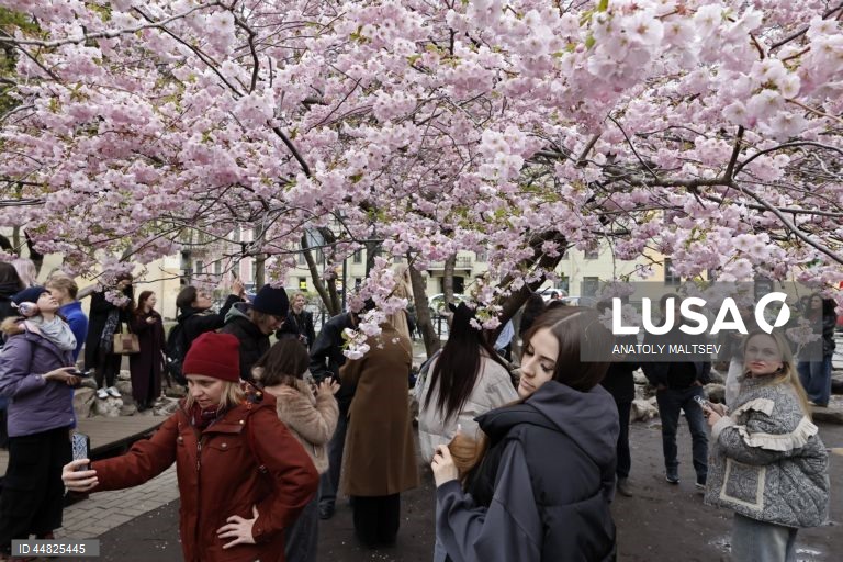 Rússia: Cerejeiras em flor em São Petersburgo