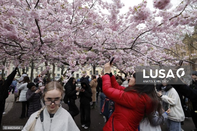 Rússia: Cerejeiras em flor em São Petersburgo
