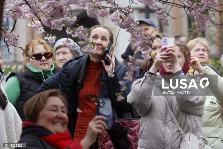 Rússia: Cerejeiras em flor em São Petersburgo