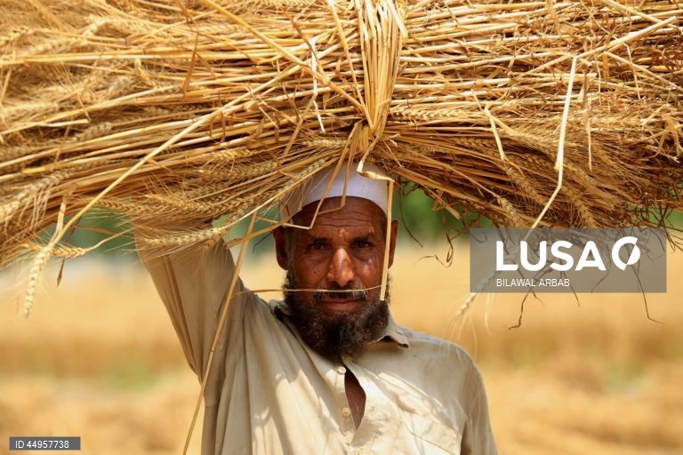 Paquistão: Colheita do trigo em Peshawar