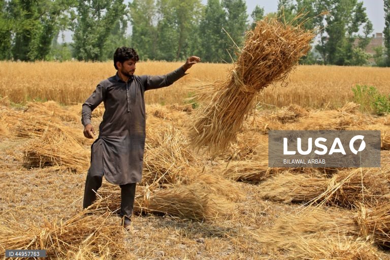 Paquistão: Colheita do trigo em Peshawar