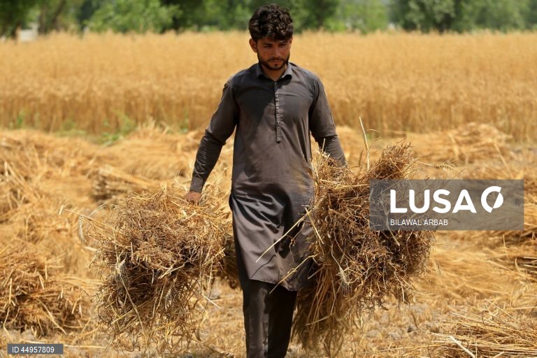 Paquistão: Colheita do trigo em Peshawar