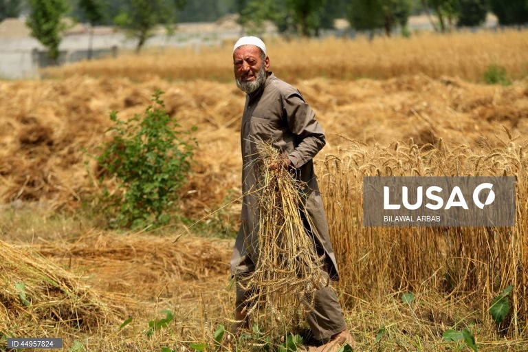 Paquistão: Colheita do trigo em Peshawar