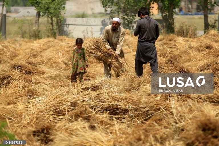 Paquistão: Colheita do trigo em Peshawar