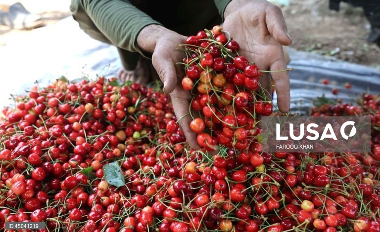 Índia: Colheita da cereja em Caxemira