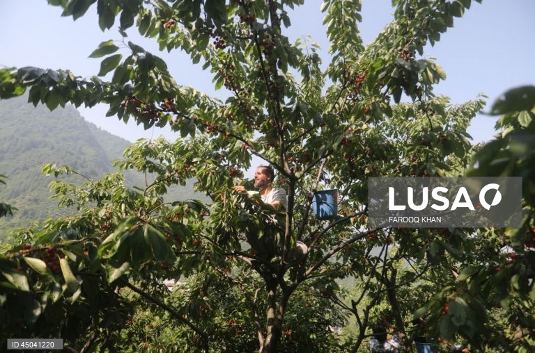 Índia: Colheita da cereja em Caxemira