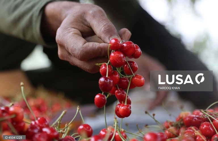 Índia: Colheita da cereja em Caxemira