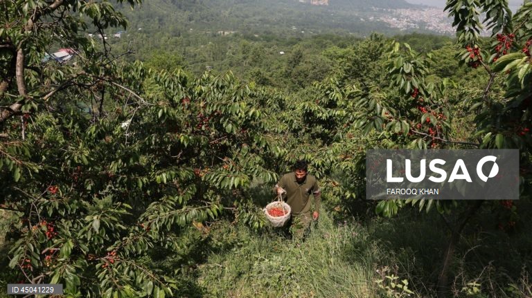 Índia: Colheita da cereja em Caxemira