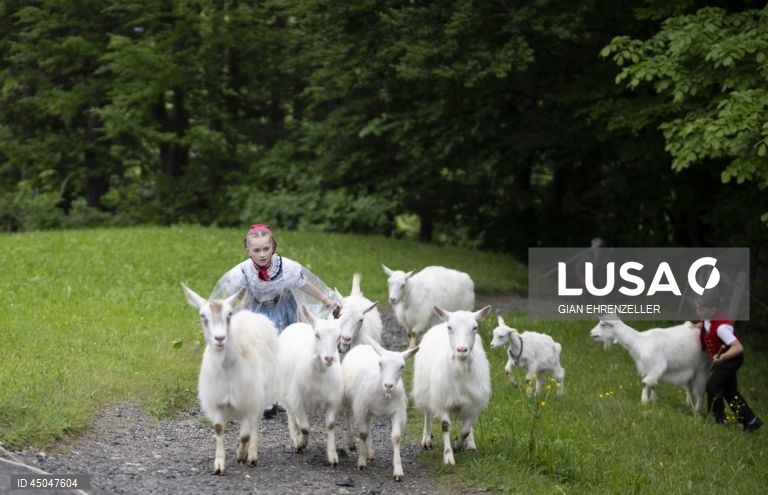 Suiça: Transumância do gado em Bruelisau