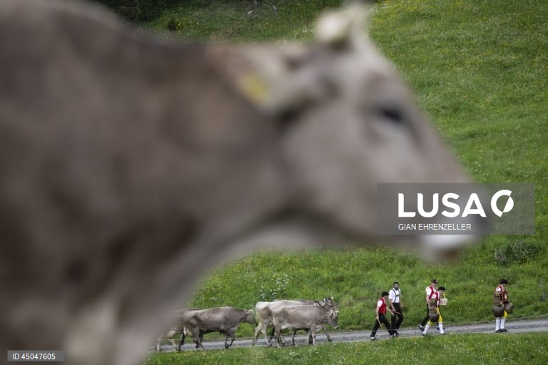 Suiça: Transumância do gado em Bruelisau
