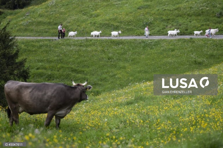 Suiça: Transumância do gado em Bruelisau