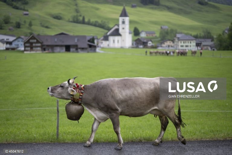 Suiça: Transumância do gado em Bruelisau