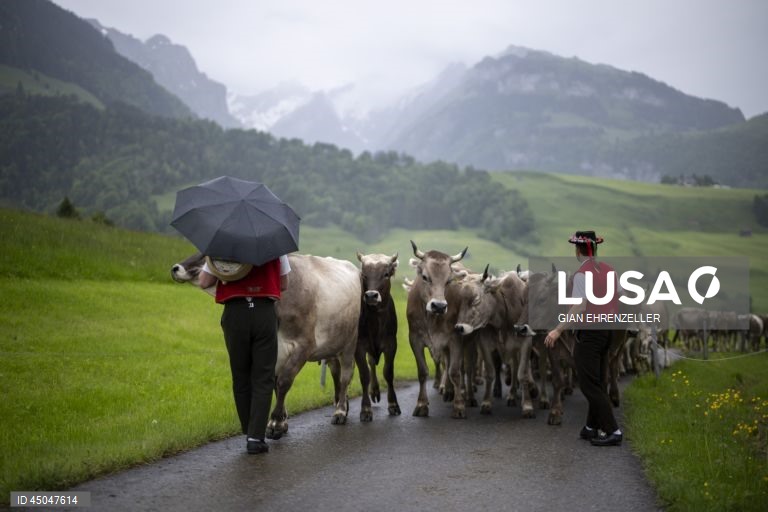 Suiça: Transumância do gado em Bruelisau