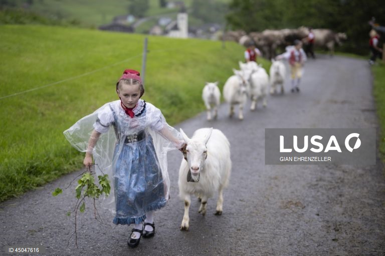 Suiça: Transumância do gado em Bruelisau