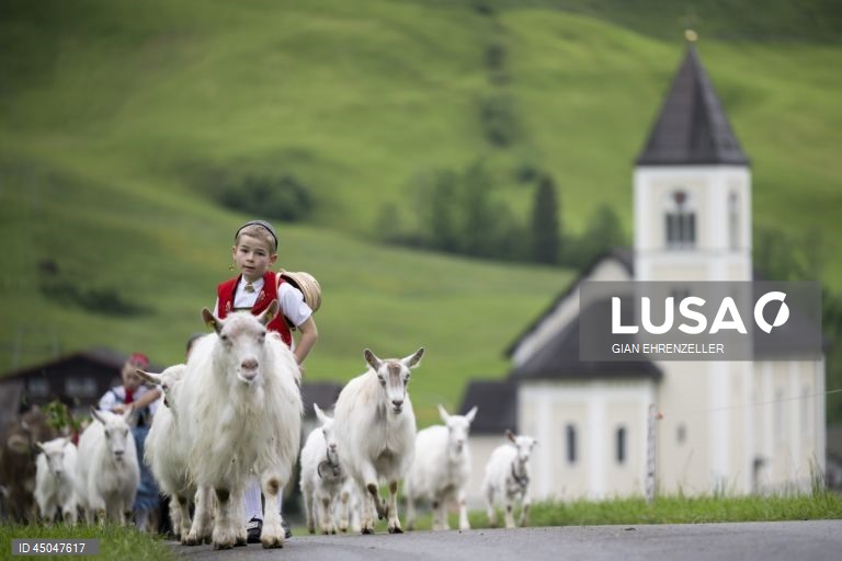 Suiça: Transumância do gado em Bruelisau