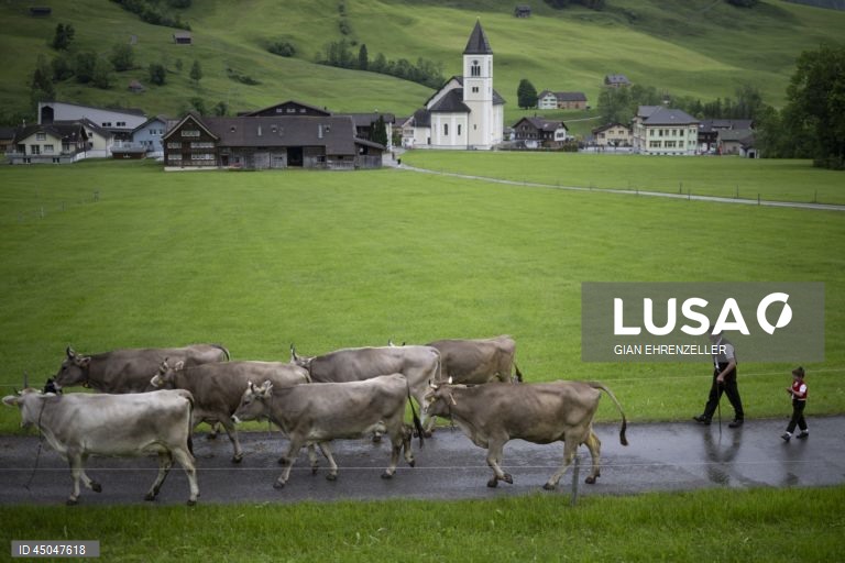 Suiça: Transumância do gado em Bruelisau