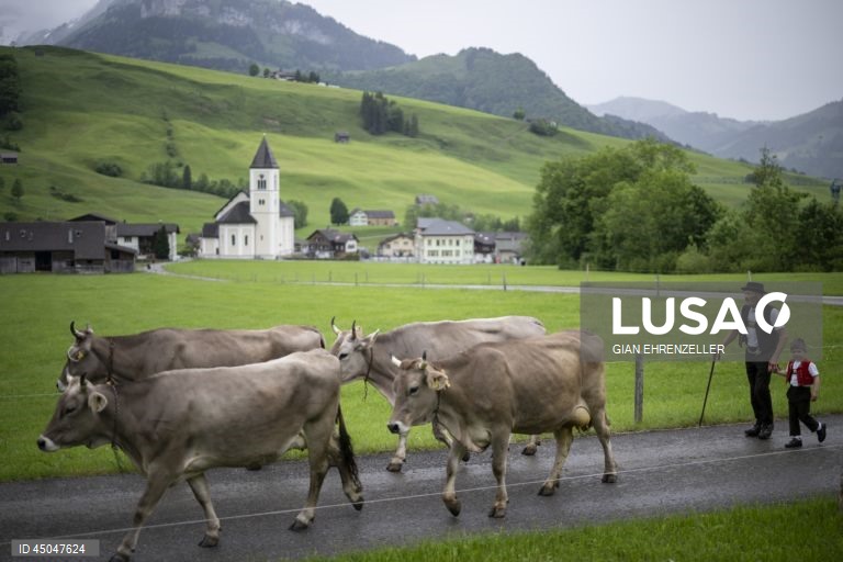 Suiça: Transumância do gado em Bruelisau