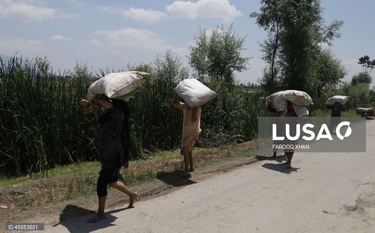 Índia: Plantação de arroz em Srinagar,  Caxemira