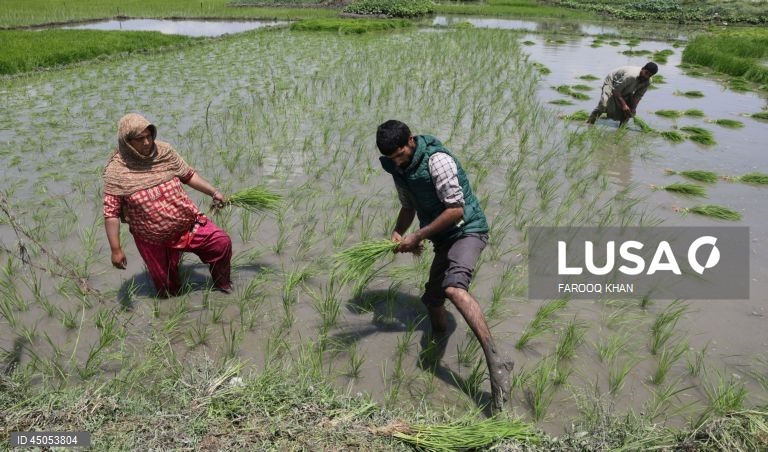 Índia: Plantação de arroz em Srinagar,  Caxemira