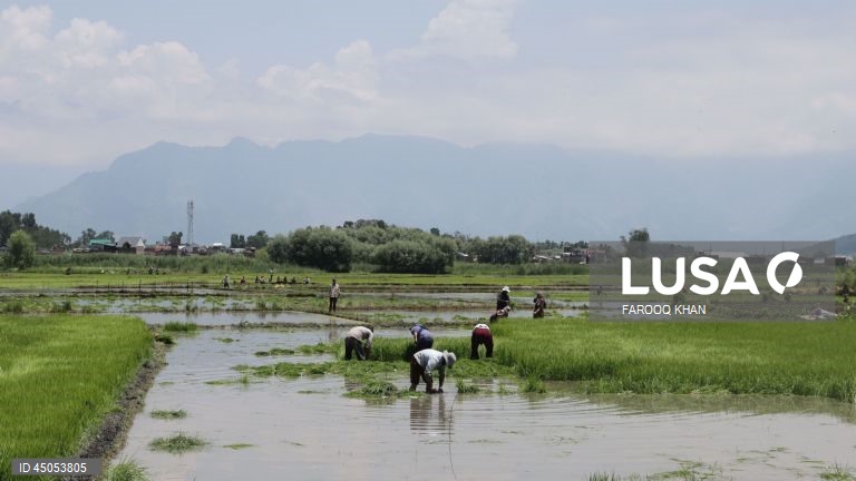 Índia: Plantação de arroz em Srinagar,  Caxemira