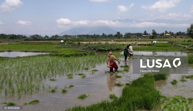 Índia: Plantação de arroz em Srinagar,  Caxemira
