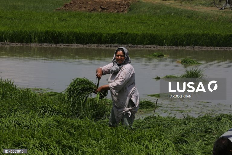 Índia: Plantação de arroz em Srinagar,  Caxemira