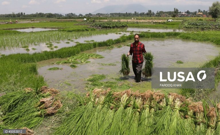 Índia: Plantação de arroz em Srinagar,  Caxemira