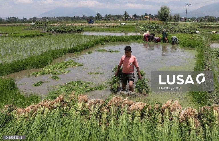 Índia: Plantação de arroz em Srinagar,  Caxemira
