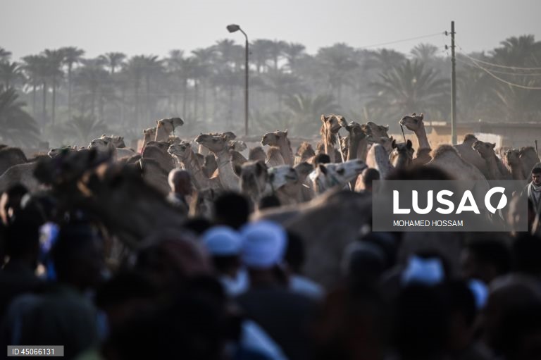 Mercado de camelos de Birqash antes do Eid Al-Adha no Egito