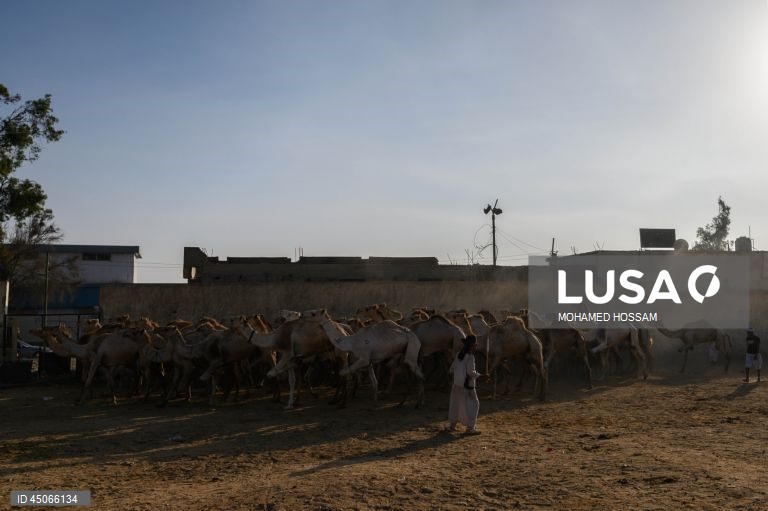 Mercado de camelos de Birqash antes do Eid Al-Adha no Egito