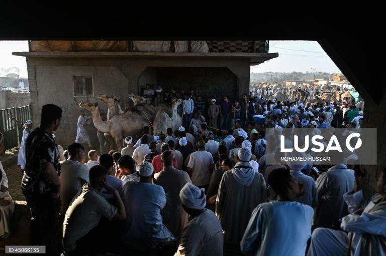 Mercado de camelos de Birqash antes do Eid Al-Adha no Egito