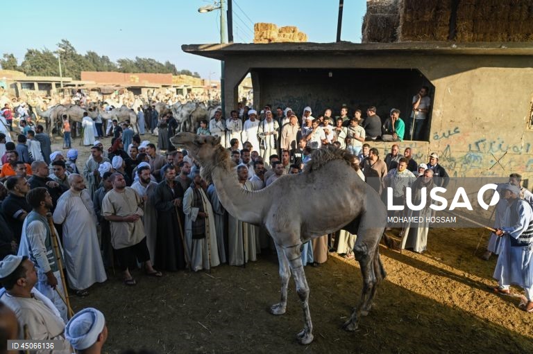 Mercado de camelos de Birqash antes do Eid Al-Adha no Egito