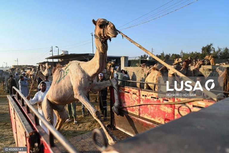 Mercado de camelos de Birqash antes do Eid Al-Adha no Egito