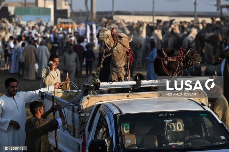 Mercado de camelos de Birqash antes do Eid Al-Adha no Egito