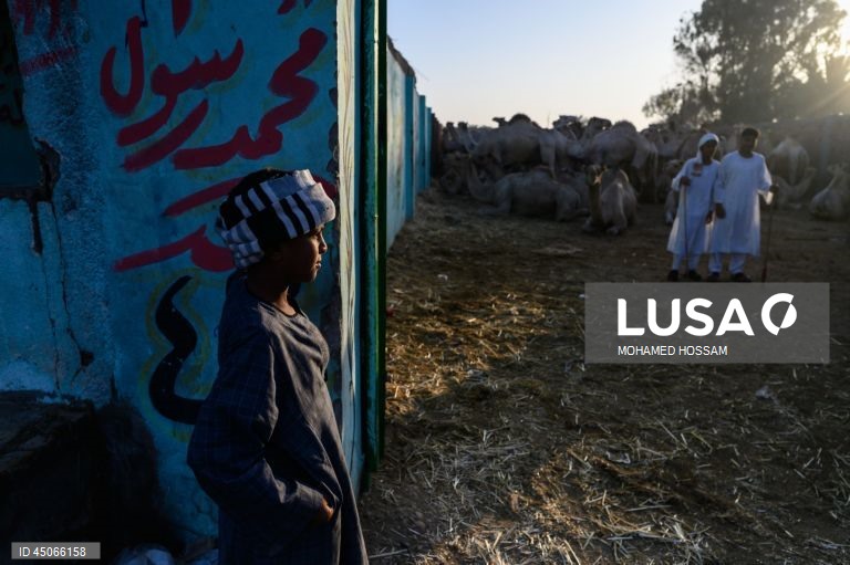 Mercado de camelos de Birqash antes do Eid Al-Adha no Egito