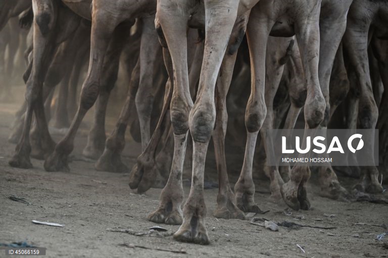 Mercado de camelos de Birqash antes do Eid Al-Adha no Egito